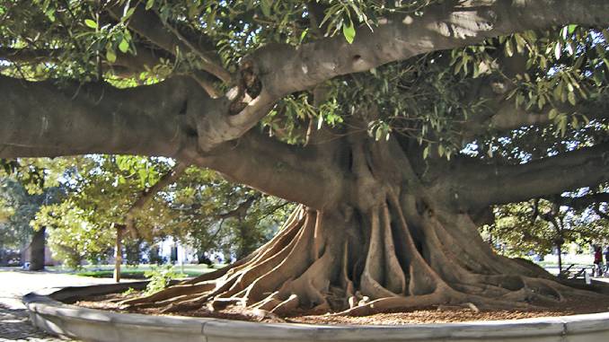 La Ciudad de Buenos Aires festeja el Día del árbol