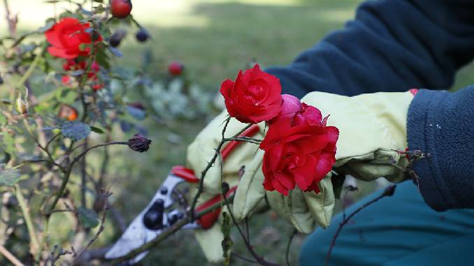 En este momento estás viendo En la Ciudad repartirán esquejes a los vecinos para plantar un rosal