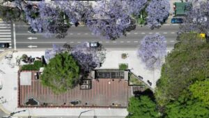 Lee más sobre el artículo El jacarandá comienza a florecer en las calles y los parques de la Ciudad